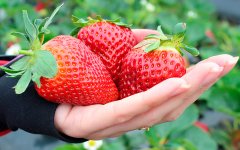 Полезные советы «Выращиваем крупную и сладкую клубнику» 